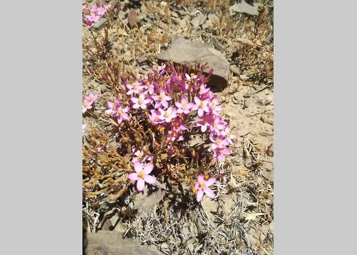Prázdninový dům Casa Flores Vila do Bispo