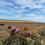 בית נופש Casa Flores וילה דו ביספו