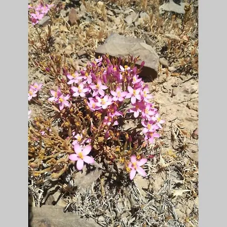 度假居 Casa Flores 维拉多比斯坡